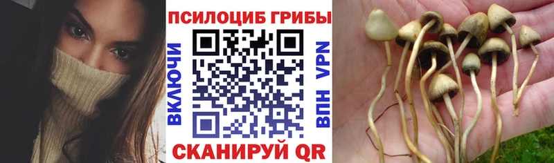Купить где  Судогда  Псилоцибиновые грибы Cubensis 